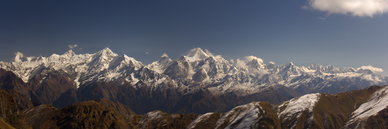 Forêt de rhododendrons en fleur