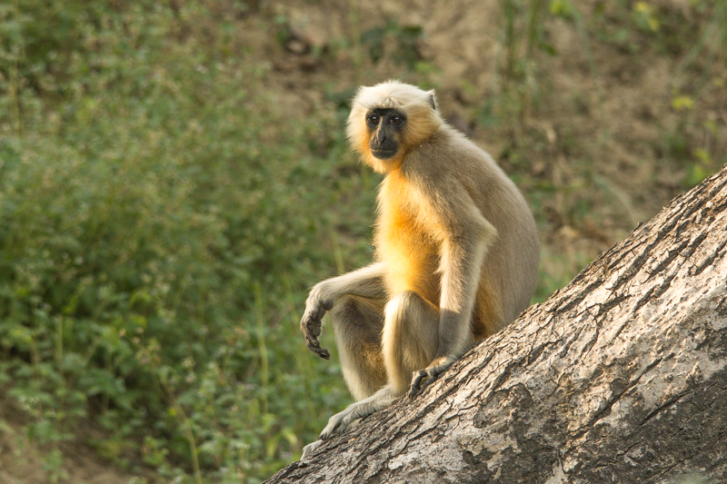 Orchha, palais au bord de la rivière