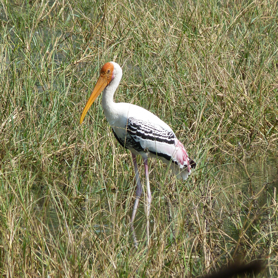 Forêt de sal à l'aube