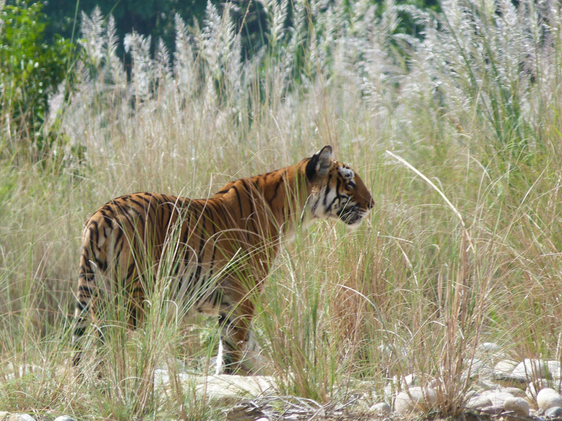 Cerf sambar dans la brume matinale
